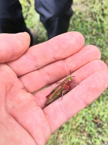 iNaturalist observation photo of Painted Meadow Grasshopper