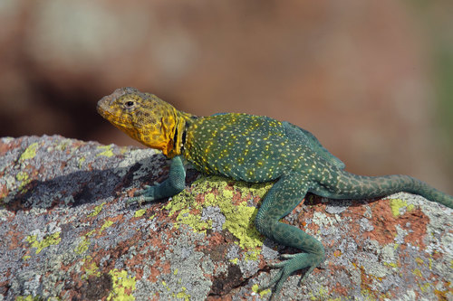Eastern Collared Lizard