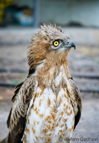 Short-toed Snake-Eagle