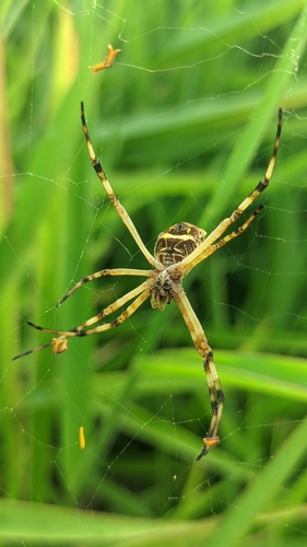 Silver Garden Orbweaver