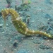 Observation photo