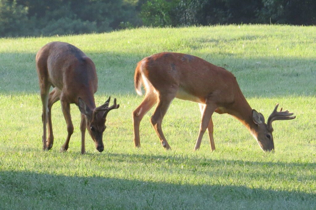 Whitetailed Deer from West Friendship, Maryland, United States on