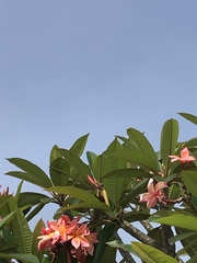 Plumeria rubra image
