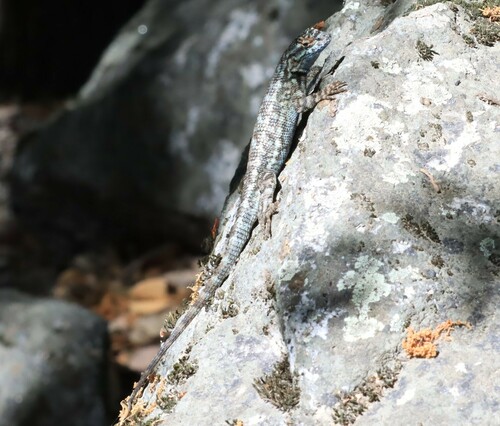 iNaturalist observation photo of Western Fence Lizard