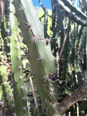 Acanthocereus tetragonus image