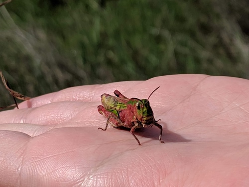 iNaturalist observation photo of Painted Meadow Grasshopper
