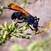 Milde's Tarantula-hawk Wasp - Photo (c) Tom Barnes, all rights reserved