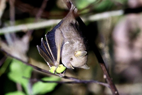 Jamaican fig-eating bat (Ariteus flavescens) — Least Concern Mammalia