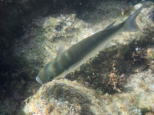 Thicklip Grey Mullet