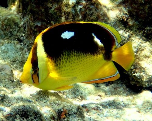 Fourspot Butterflyfish
