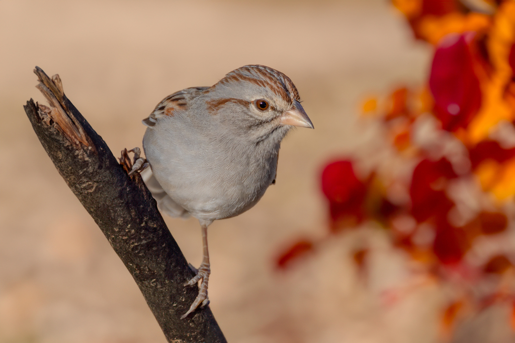 Rufous-winged Sparrow (Peucaea carpalis) photo