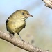 Jamaican Vireo - Photo (c) samzhang, all rights reserved