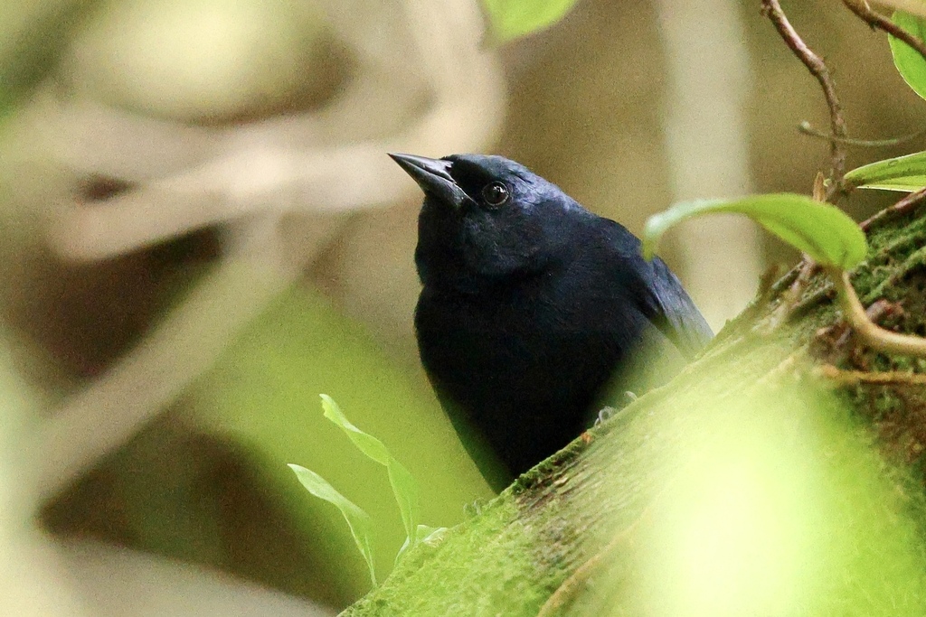 Jamaican Blackbirds (Genus Nesopsar) · iNaturalist