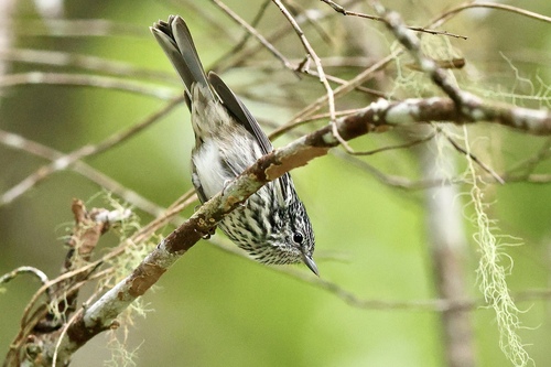 Arrowhead Warbler