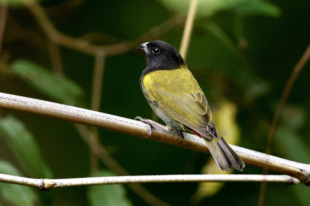 Yellow-shouldered Grassquit photo