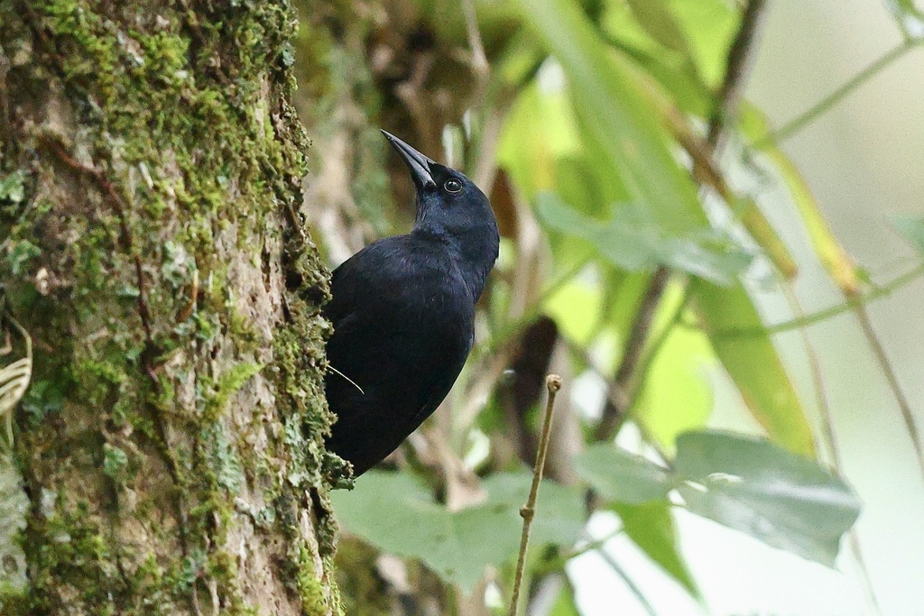 Jamaican Blackbirds (Genus Nesopsar) · iNaturalist