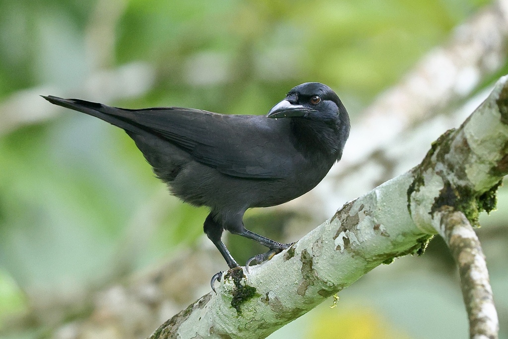 Jamaican Crow photo