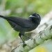 Jamaican Crow - Photo (c) samzhang, all rights reserved
