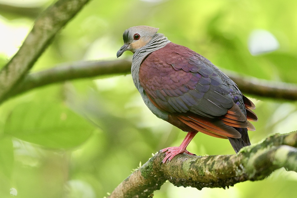 Crested Quail-Dove (Geotrygon versicolor) photo