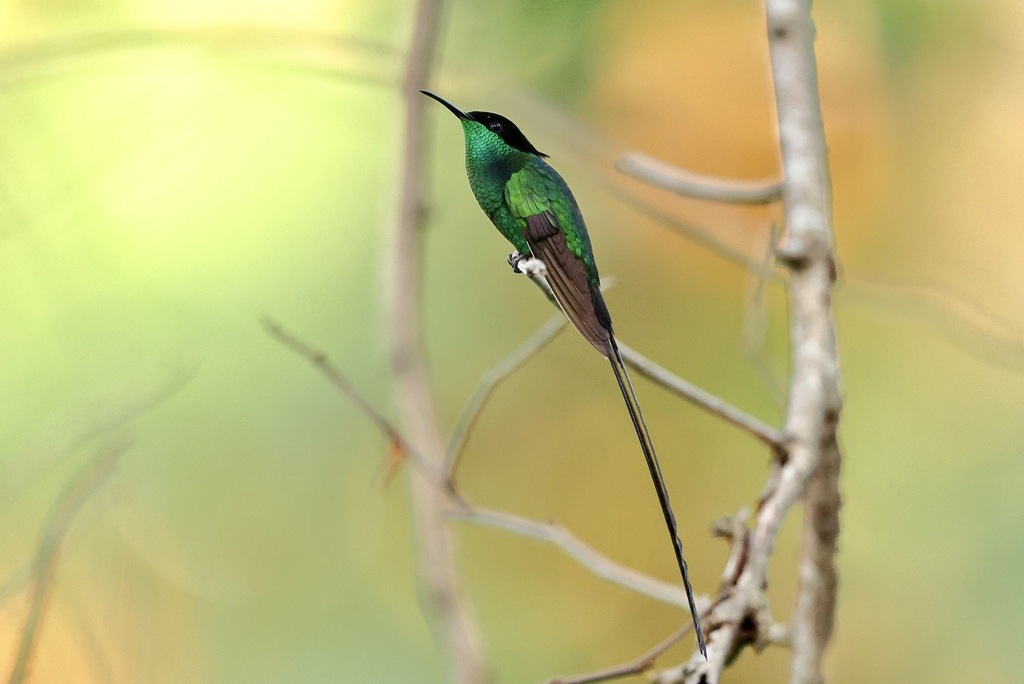 Black-billed Streamertail photo