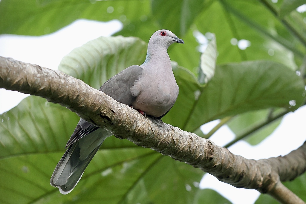 Ring-tailed Pigeon photo