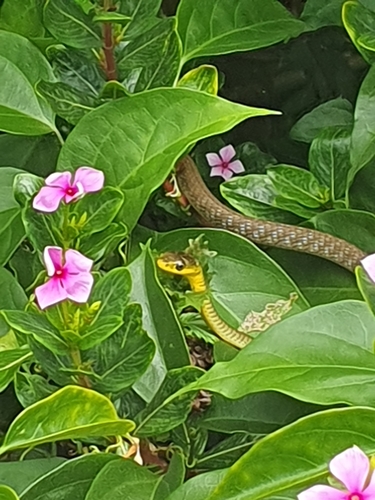 Common Tree Snake sighting