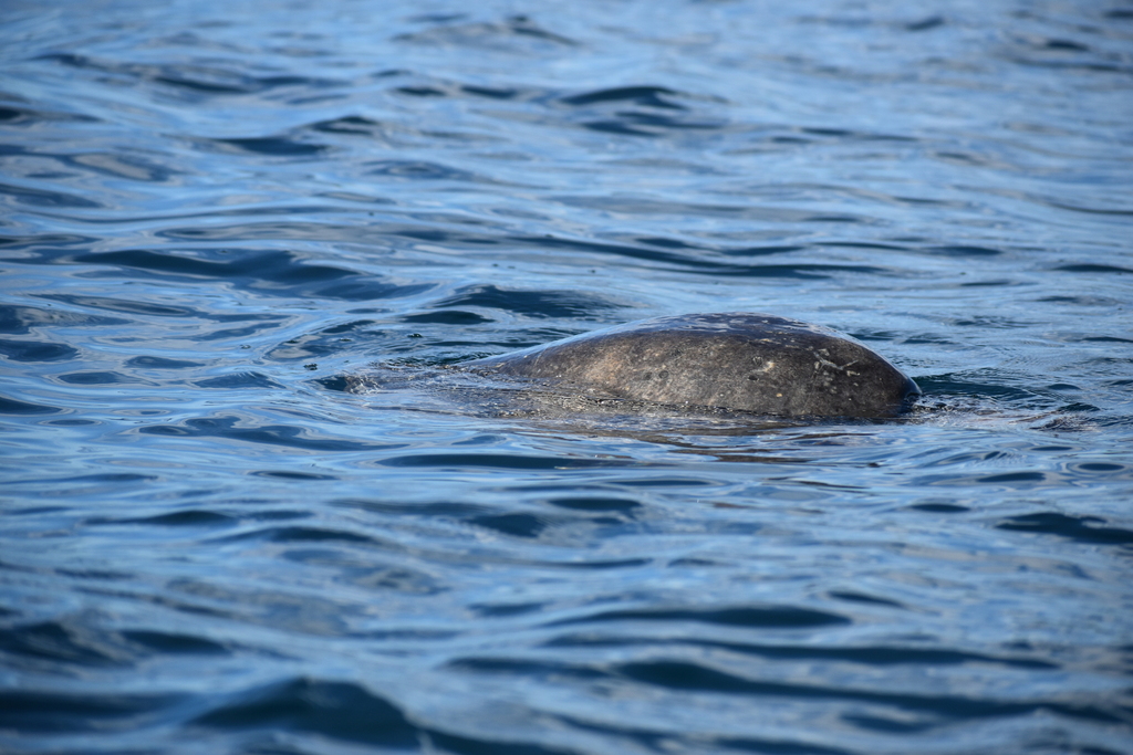 Typical Sea Turtles in December 2023 by Marco Garcia · iNaturalist