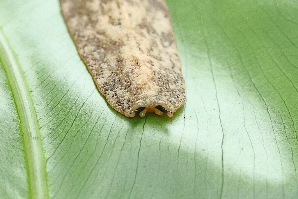 Pancake Slug from Portland Parish, Jamaica on December 9, 2023 at 0846