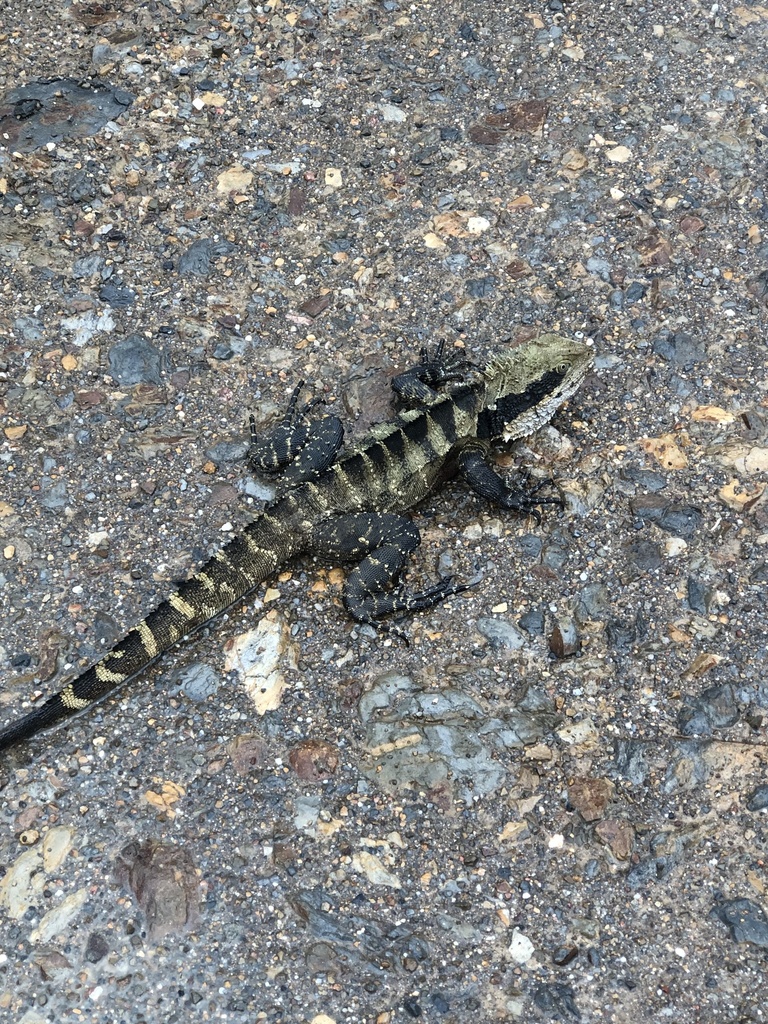 Australian Water Dragon from Maineys Rd, Turners Flat, NSW, AU on ...