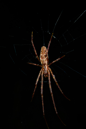 Tetragnatha perkinsi