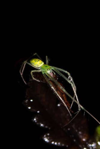 Tetragnatha brevignatha