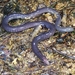 Cocle Caecilian - Photo (c) Jorge Vargas Del Río, all rights reserved, uploaded by Jorge Vargas Del Río