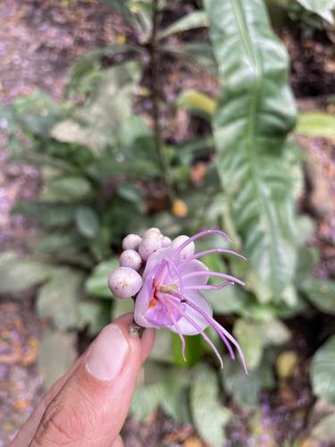 Daniellia pynaertii