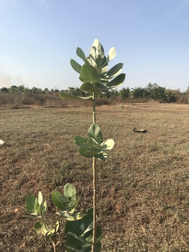 giant milkweed