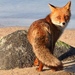 Sardinian Red Fox - Photo (c) Giuliano Milana, all rights reserved, uploaded by Giuliano Milana