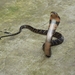 Andaman Cobra - Photo (c) Ram Vikas, all rights reserved, uploaded by Ram Vikas