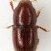 Coccotrypes - Photo (c) Chris Rorabaugh, all rights reserved, uploaded by Chris Rorabaugh