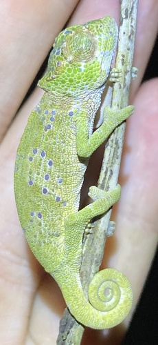 Bioko Montane Chameleon