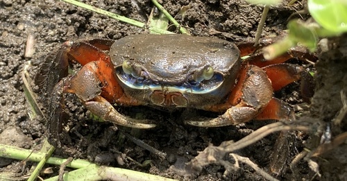 African Rainbow Crab
