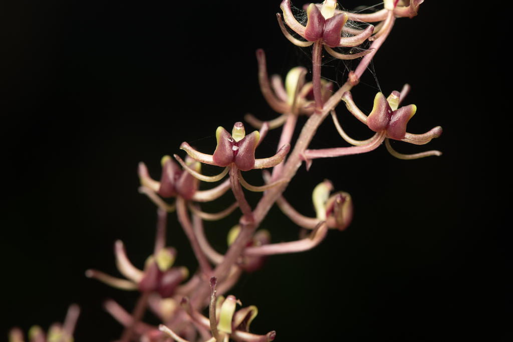 Liparis formosana (Liparis formosana)
