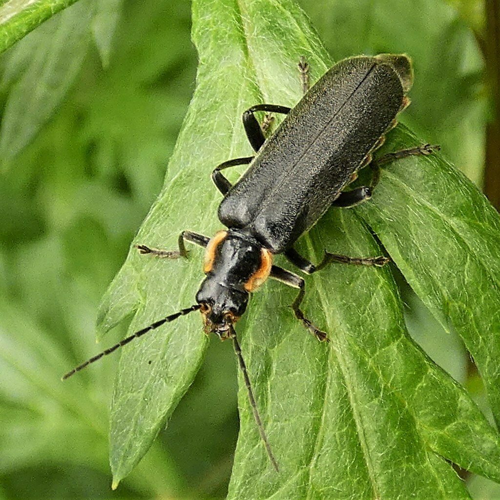 Cantharis obscura from 34587 Felsberg, Deutschland on June 7, 2021 at