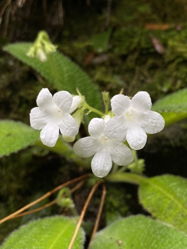 Streptocarpus actinoflorus