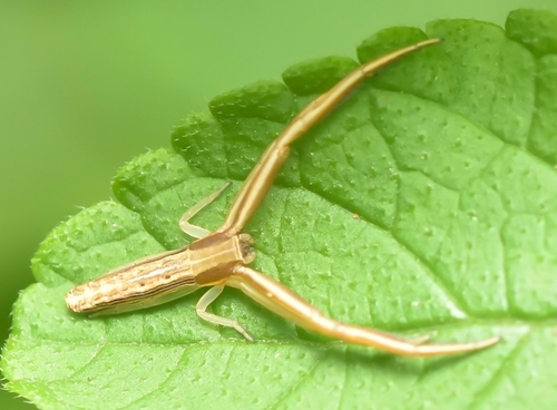 Runcinia flavida