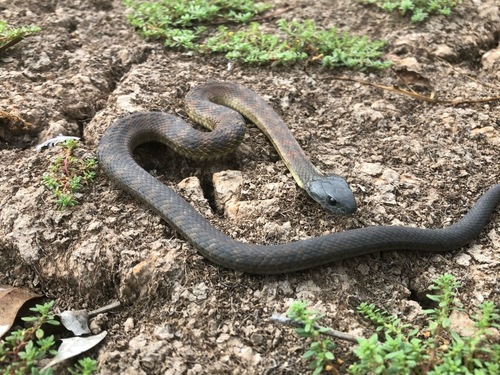Tiger Snake sighting