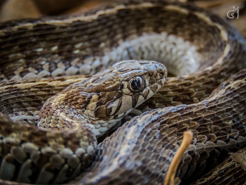 Short-tail Alpine Garter Snake From Tiripetio, Michoacan De Ocampo ...