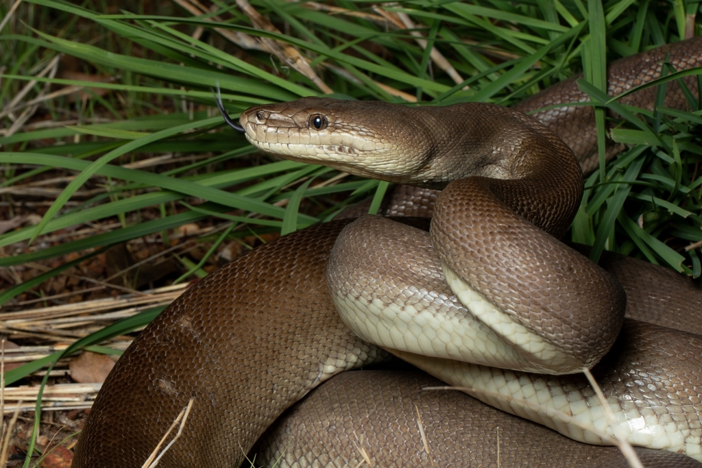 Olive Python from Birdum NT 0852, Australia on December 9, 2023 at 08: ...