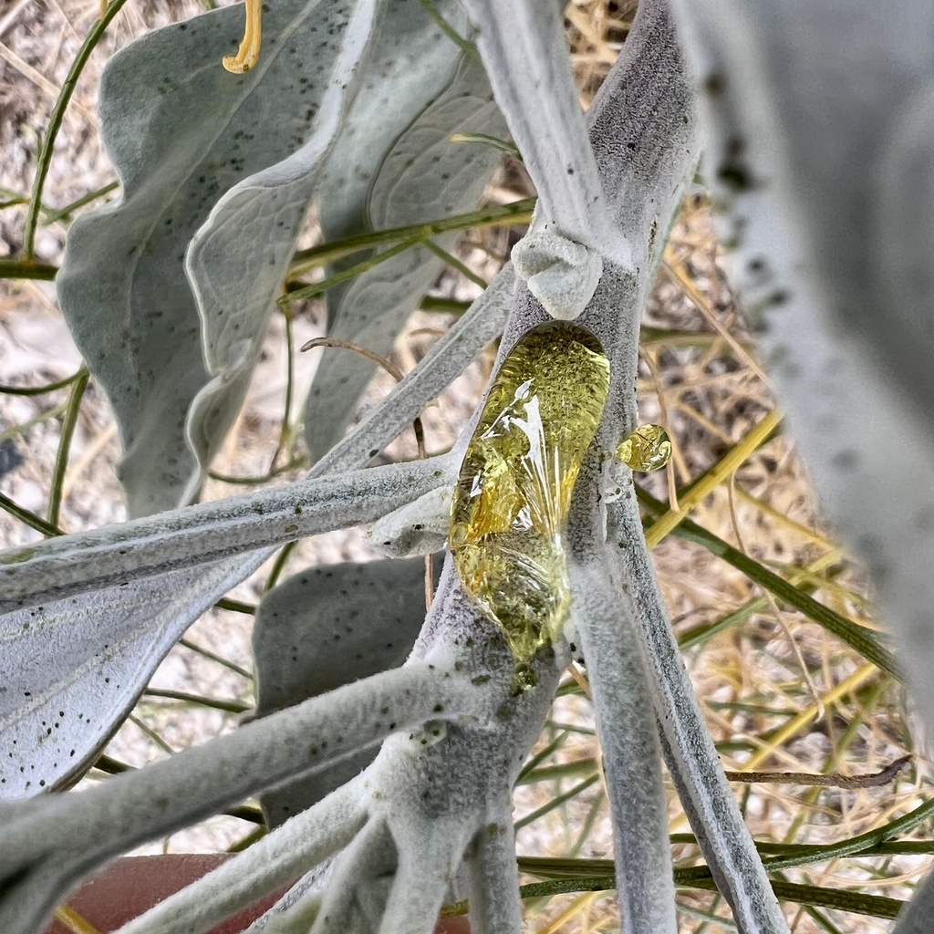 Brittlebush from Santa Rosa and San Jacinto Mountains National Monument