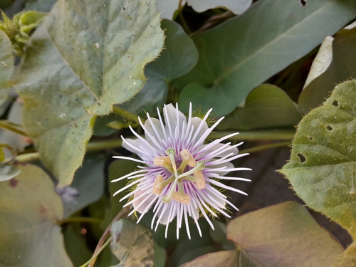 Orangefruit Passionflower