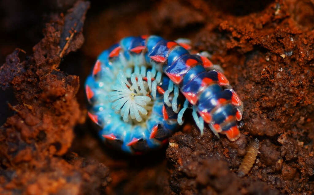 Lurker First Insect Log Lurker from Knox County, TN, USA on December 20, 2023 at 11:30 AM ...