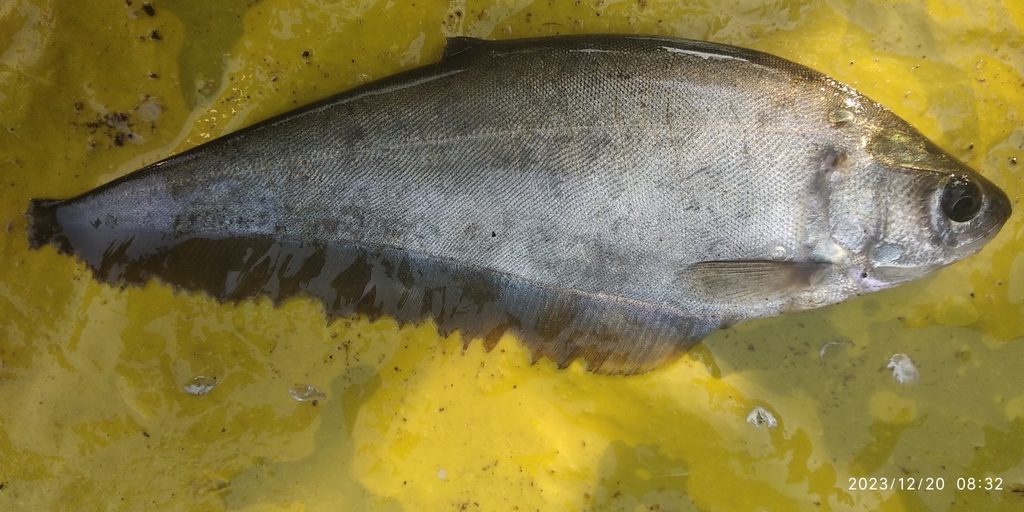 Bronze Featherback from XV88+92V, Tarri, Chhattisgarh 493881, India on